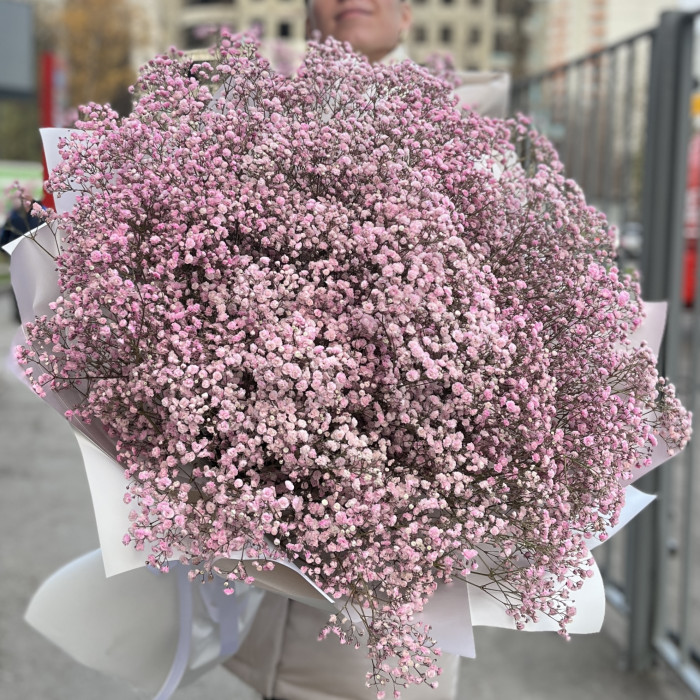 51 розовая гипсофила